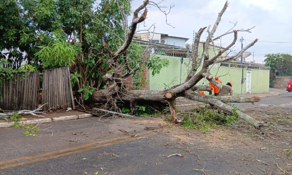 Temporal Devastador em Sena Madureira: Destruição e Transtornos em Rio Branco Imagem do artigo