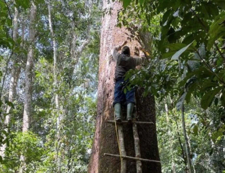 Produção Florestal no Acre Supera R$ 115 Milhões em 2024, com Brasiléia na Liderança Imagem do artigo