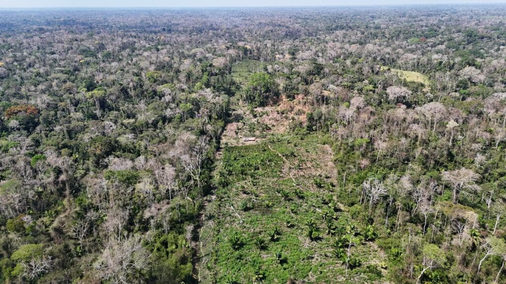 TCE do Acre Lança Iniciativa Inovadora com Inteligência Artificial para Prever Desmatamento Imagem do artigo