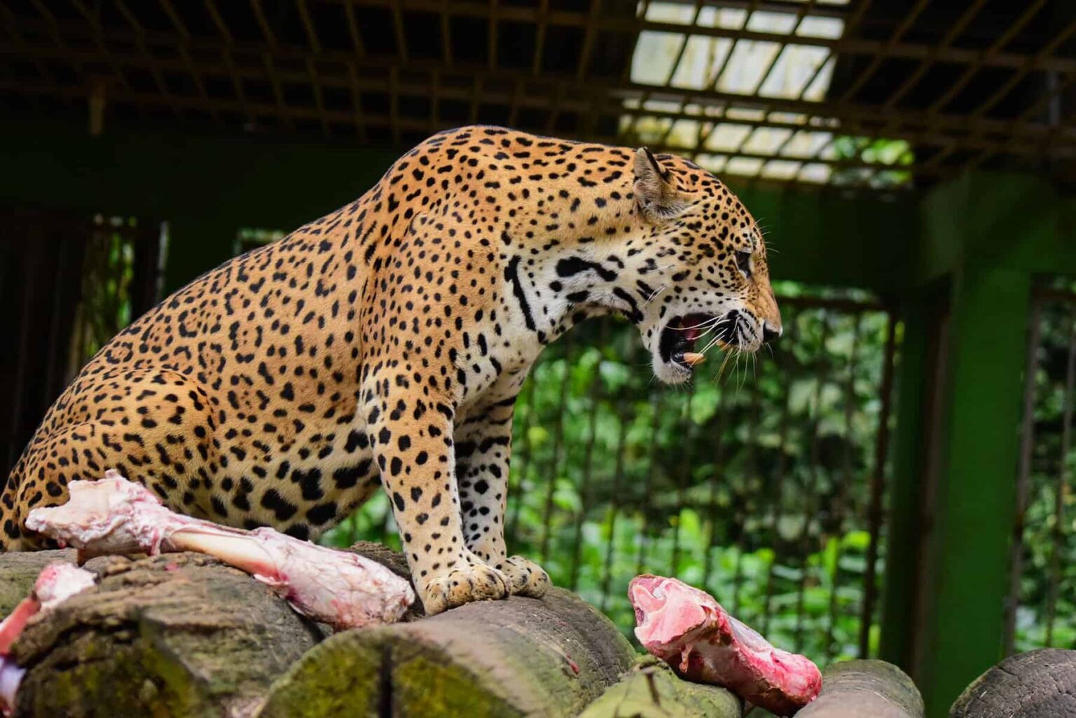 Parque Chico Mendes Recebe Selo Prata do Good Travel Destinations: Um Marco para o Turismo Sustentável Imagem do artigo