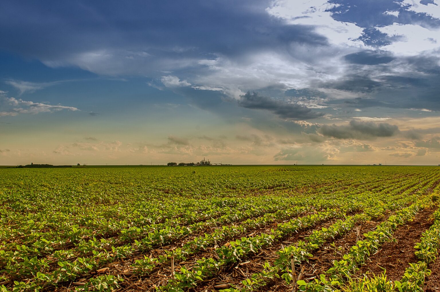 Prazo para Semeadura da Soja em Goiás Termina em 2 de Janeiro de 2026