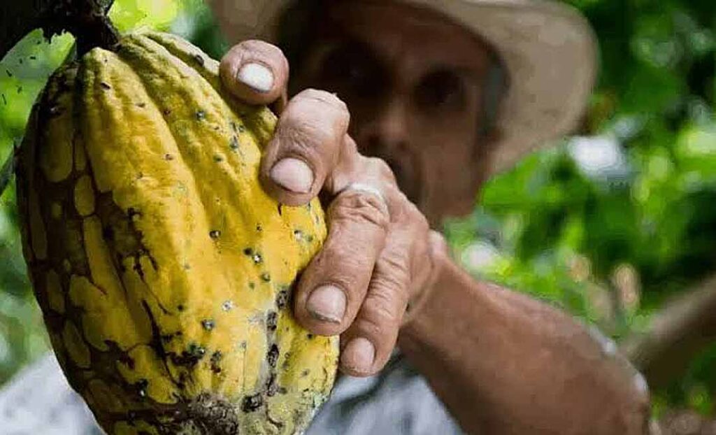 Acre Recebe Investimento de R$ 2,3 Milhões para Combater Praga do Cacau Acre Recebe Investimento de R$ 2,3 Milhões para Combater Praga do Cacau