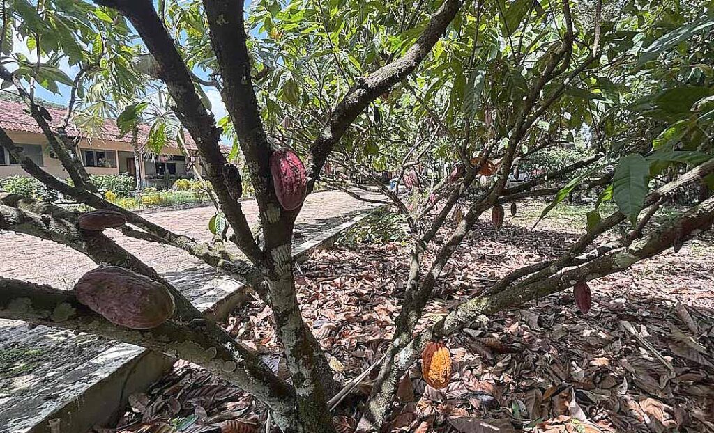 Capacitação Sustentável: Governo do Acre e Sebrae Impulsionam Cadeia do Cacau