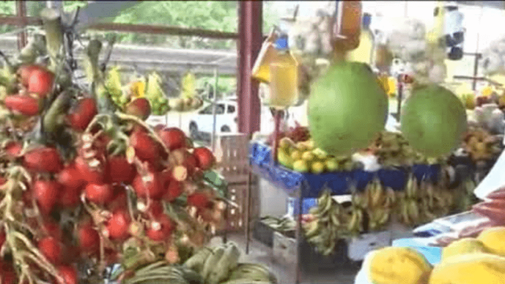 Safra da Pupunha no Acre: Impulsiona Economia Local e Gera Renda para Produtores Safra da Pupunha no Acre: Impulsiona Economia Local e Gera Renda para Produtores