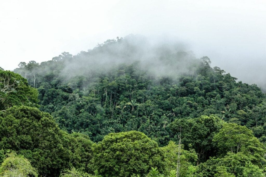 Governo Federal Autoriza Pesquisas Científicas na Serra do Divisor, no Acre