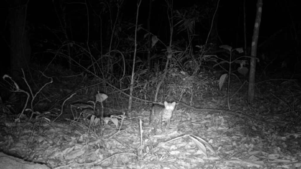 Descoberta Histórica: Novas Espécies de Animais em Florestas do Rio de Janeiro