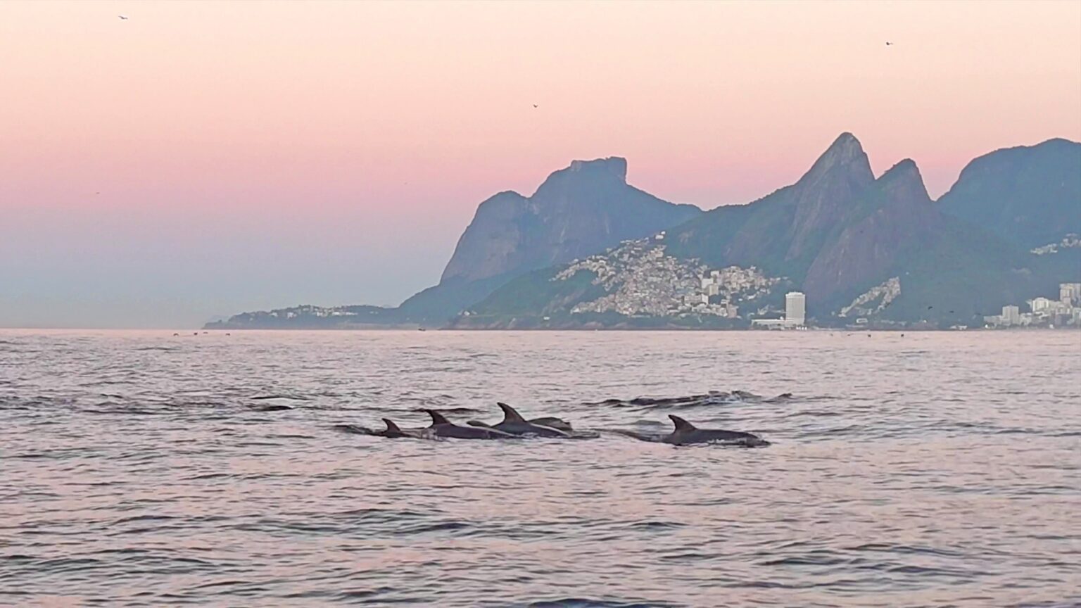 Golfinhos Encantam no Litoral do Rio: Um Espetáculo Natural Golfinhos Encantam no Litoral do Rio: Um Espetáculo Natural