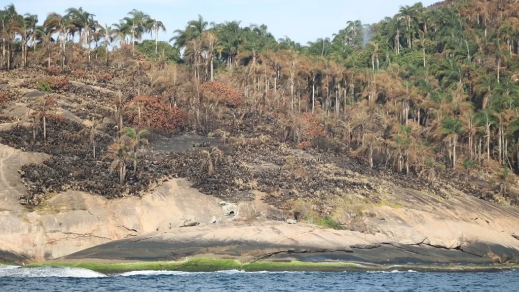 Incêndios atingem áreas de preservação em Niterói e preocupam autoridades