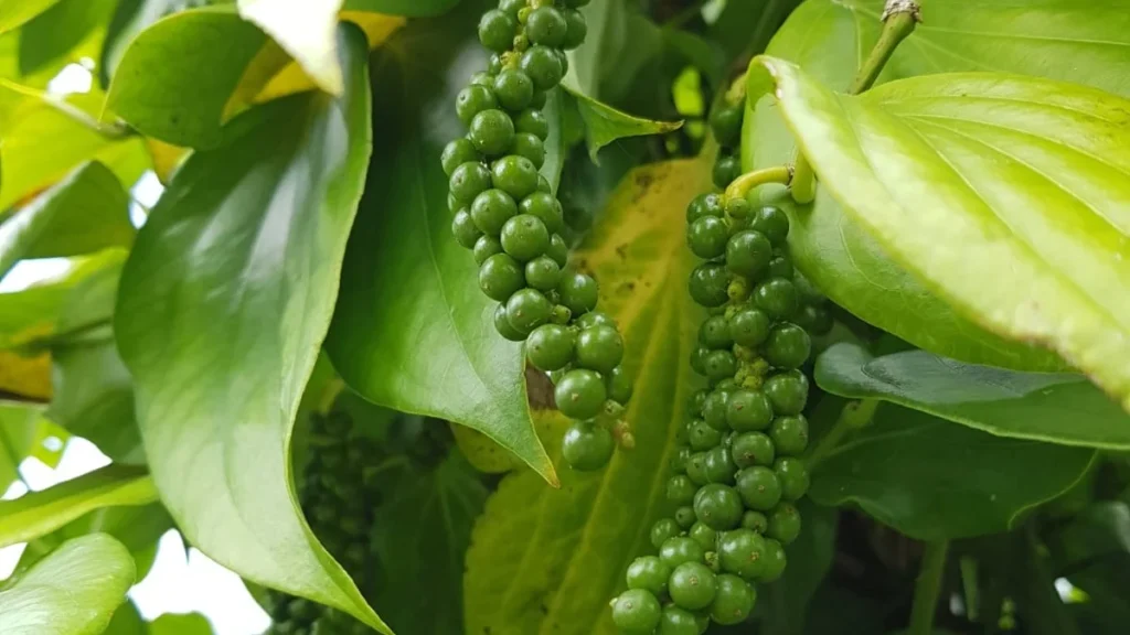 Produção de Pimenta em Alagoas Ganha Espaço no Mercado Nacional e Internacional Produção de Pimenta em Alagoas Ganha Espaço no Mercado Nacional e Internacional