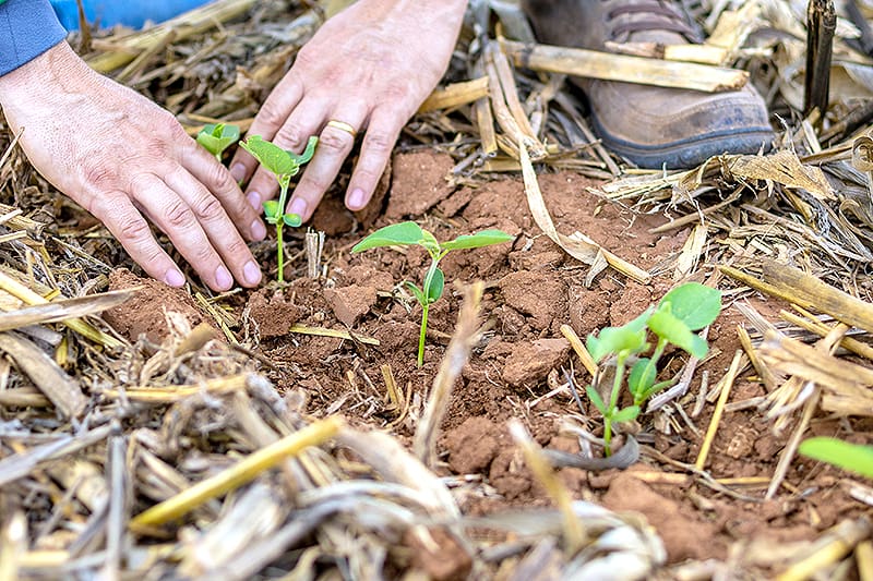 Agro em Mato Grosso: O Motor de Empregos e Renda que Não Para de Crescer