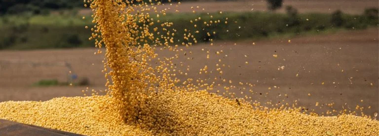 Mato Grosso: Protagonismo no Agronegócio Brasileiro com 15% da Produção Nacional Mato Grosso: Protagonismo no Agronegócio Brasileiro com 15% da Produção Nacional