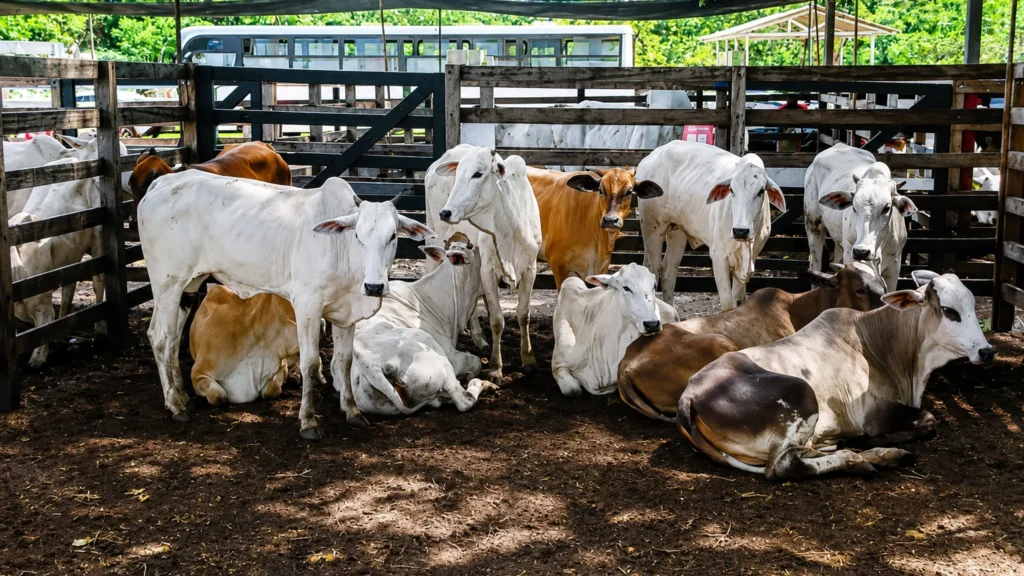 Expofeira 2026 oferece isenção de ICMS para impulsionar produção agropecuária e tecnologia no Amapá
