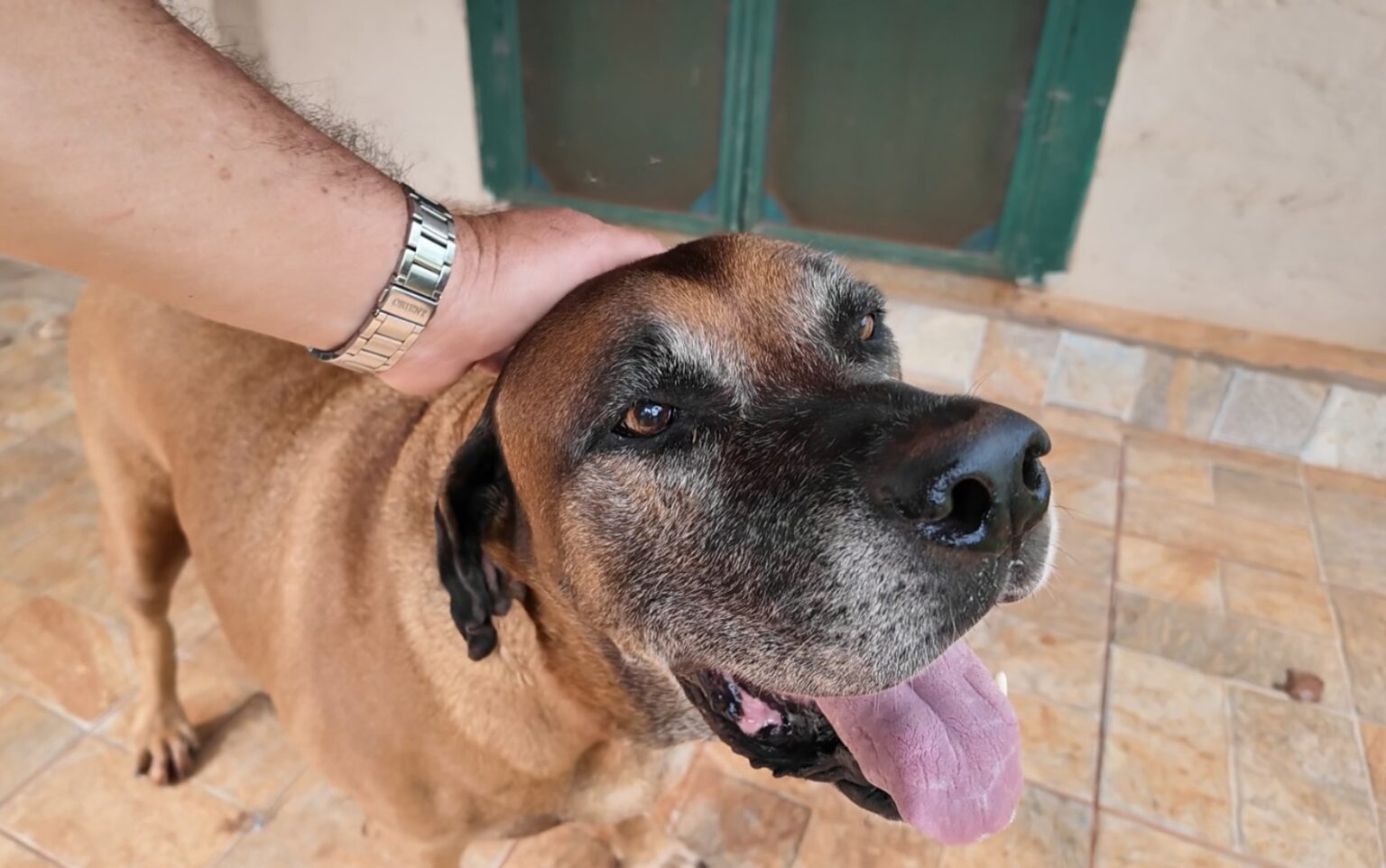 Cachorro Some e é Reencontrado Após Quase Um Ano; Conheça a História de Gibi | Sertãozinho