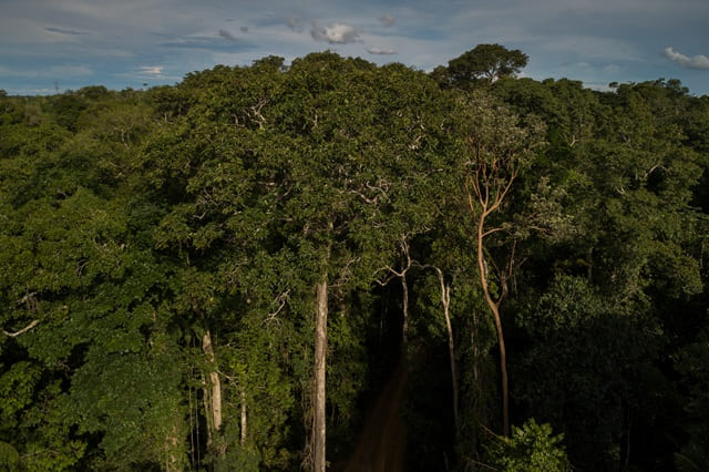 Estudo Indica Que Redes Descentralizadas Podem Aumentar a Restauração de Florestas na Mata Atlântica em Até 20% Estudo Indica Que Redes Descentralizadas Podem Aumentar a Restauração de Florestas na Mata Atlântica