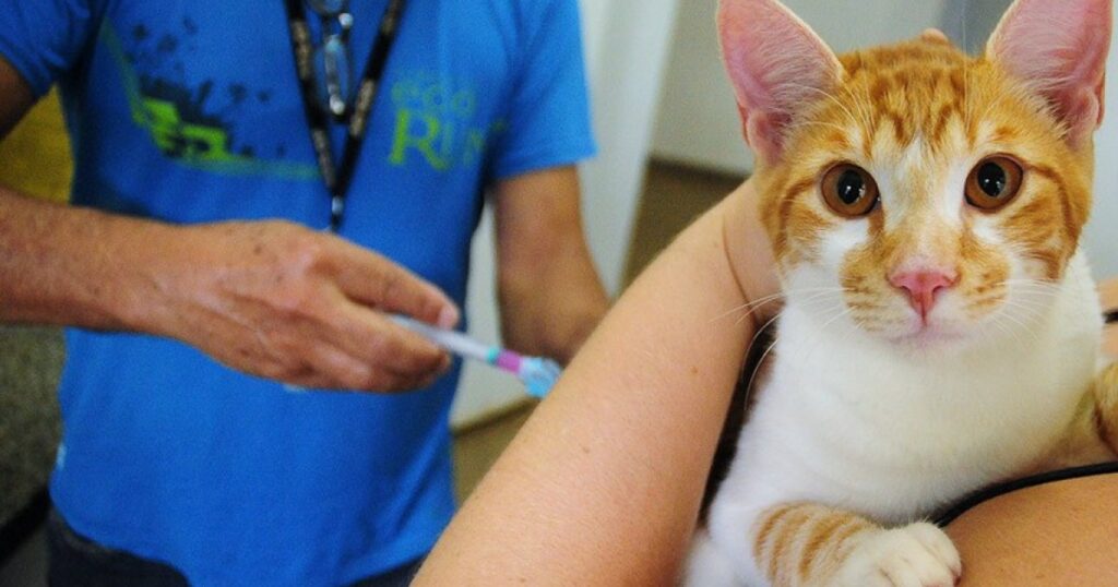 Lula Sanciona Campanha Julho Dourado: Uma Iniciativa pela Saúde Animal e Prevenção de Zoonoses Lula Sanciona Campanha Julho Dourado: Uma Iniciativa pela Saúde Animal e Prevenção de Zoonoses