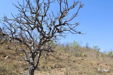 Bahia Avança na Elaboração do Plano Estadual de Combate à Desertificação