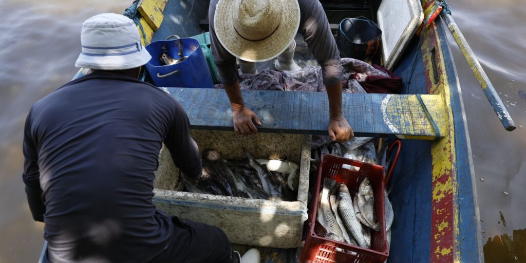 Sexto Lote do Seguro-Defeso Beneficia Mais de 110 Mil Pescadores Sexto Lote do Seguro-Defeso Beneficia Mais de 110 Mil Pescadores