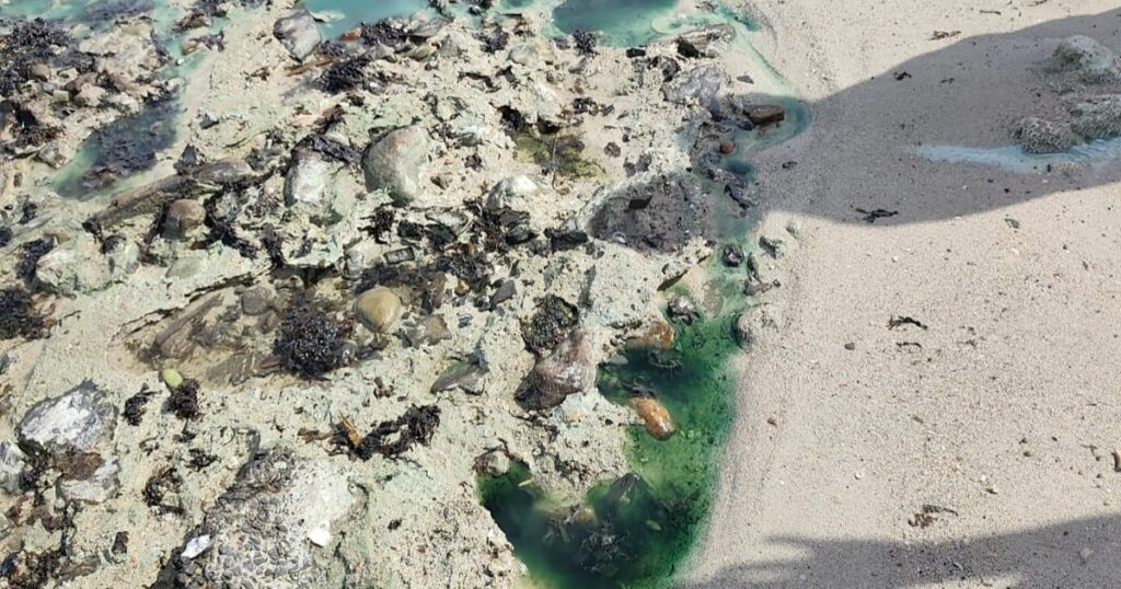 Praia de São Tomé de Paripe Enfrenta Contaminação e Falta de Respostas do Inema