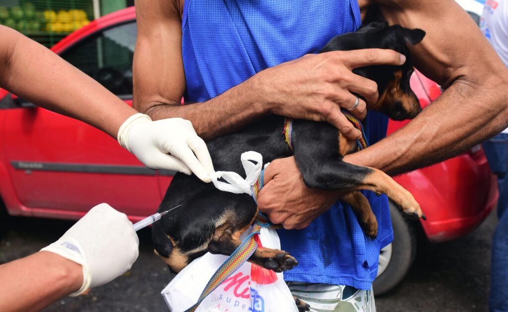 Agendamento Abertos para Castração Gratuita de Cães e Gatos em Salvador