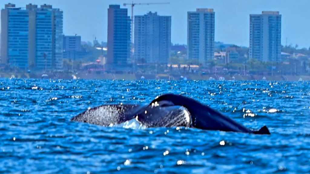 Turismo de Natureza em Salvador: Temporada de Baleias-Jubarte Atrai Visitantes e Movimenta Economia Turismo de Natureza em Salvador: Temporada de Baleias-Jubarte Atrai Visitantes e Movimenta Economia