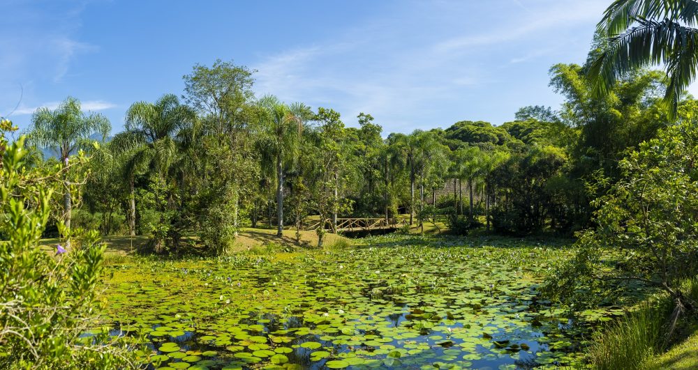 Verão em Curitiba: Descubra as Melhores Atividades na Capital Paranaense Verão em Curitiba: Descubra as Melhores Atividades na Capital Paranaense