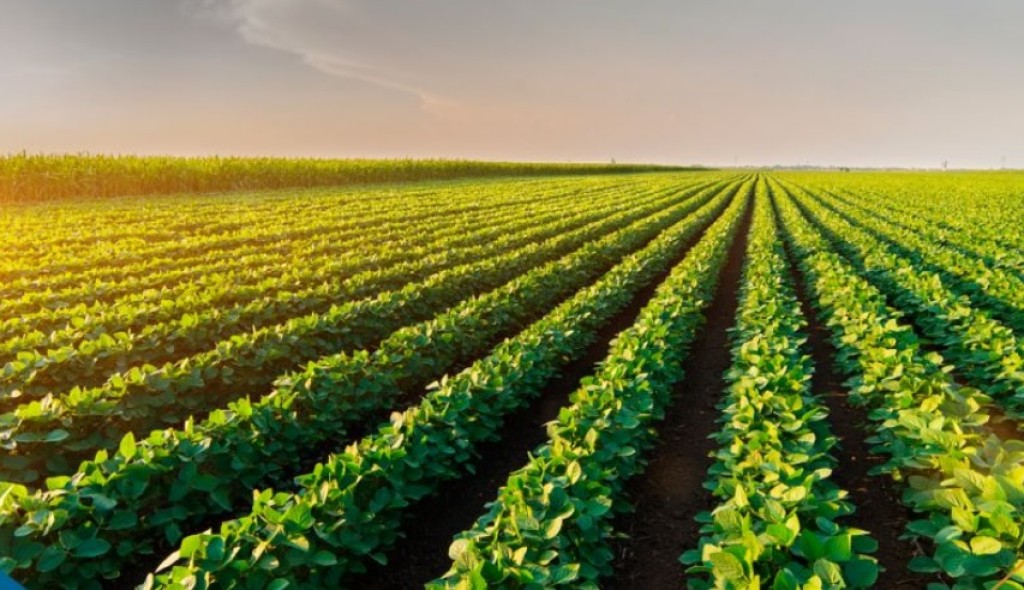 Verão Promissor para o Agronegócio: Expectativas e Projeções para 2025/26 Verão Promissor para o Agronegócio: Expectativas e Projeções para 2025/26