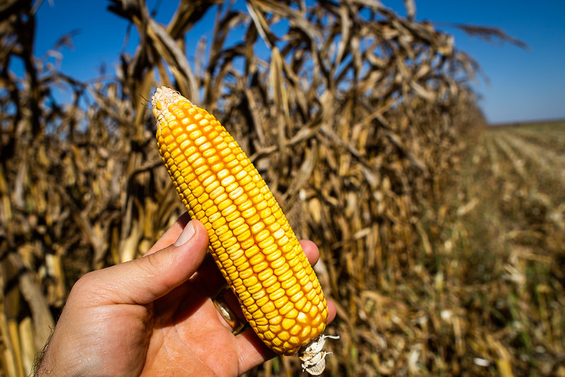 Etanol de Milho: A Nova Aposta do Agronegócio Brasileiro em Crescimento Etanol de Milho: A Nova Aposta do Agronegócio Brasileiro em Crescimento