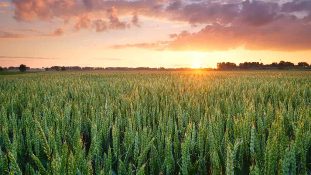 Agronegócio em Goiás: Potencial para Remover 5 Toneladas de CO2 por Tonelada de Grãos Agronegócio em Goiás: Potencial para Remover 5 Toneladas de CO2 por Tonelada de Grãos