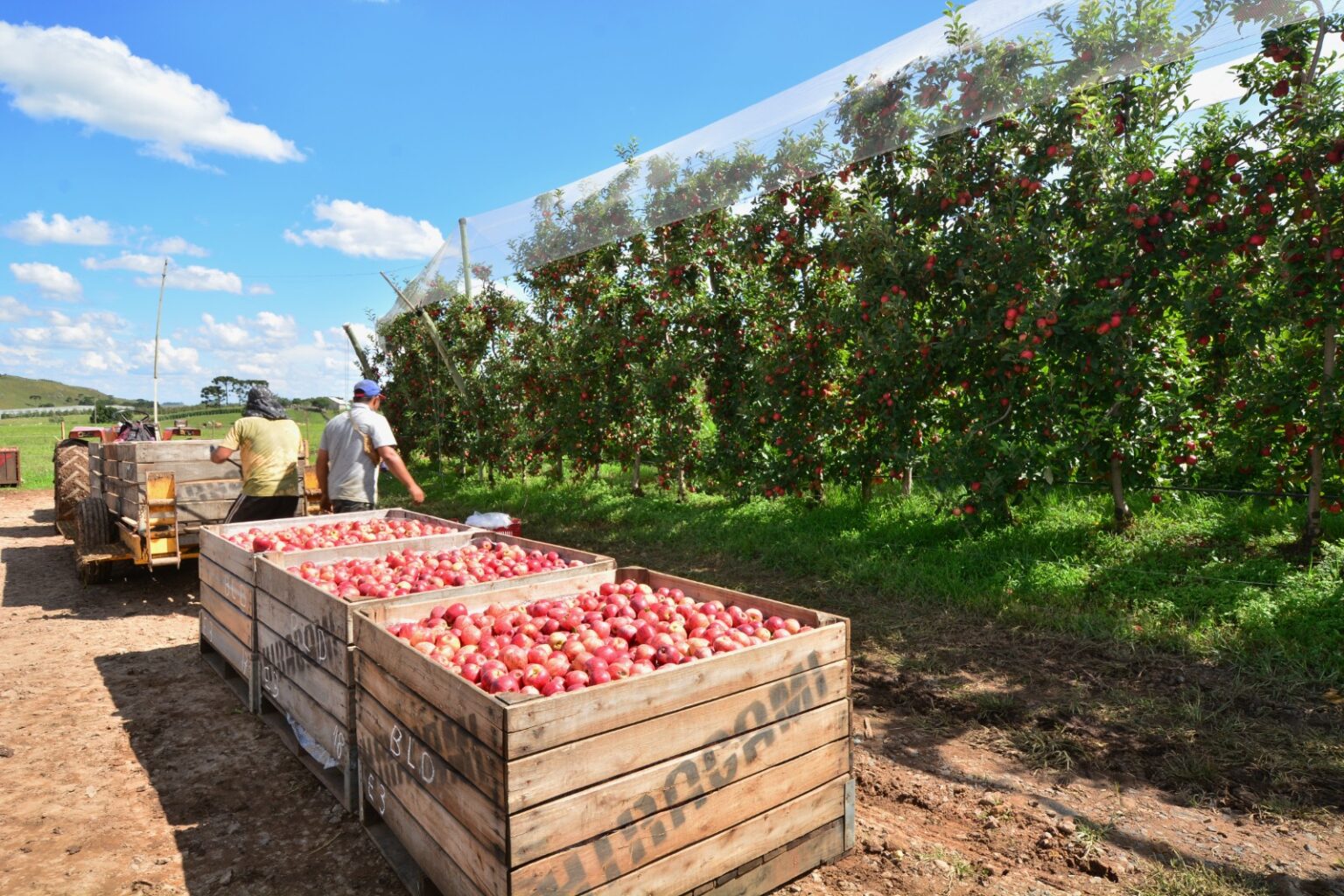 Colheita de Maçã em Risco: A Falta de Mão de Obra e o Bolsa Família Colheita de Maçã em Risco: A Falta de Mão de Obra e o Bolsa Família