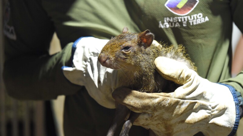 Superintendência-Geral de Proteção Animal: Avanço nas Políticas Públicas do Paraná Superintendência-Geral de Proteção Animal: Avanço nas Políticas Públicas do Paraná