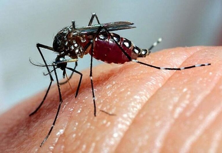 Projeções Alarmantes: Casos de Dengue no Brasil Podem Chegar a 1,8 Milhão em 2026 Projeções Alarmantes: Casos de Dengue no Brasil Podem Chegar a 1,8 Milhão em 2026