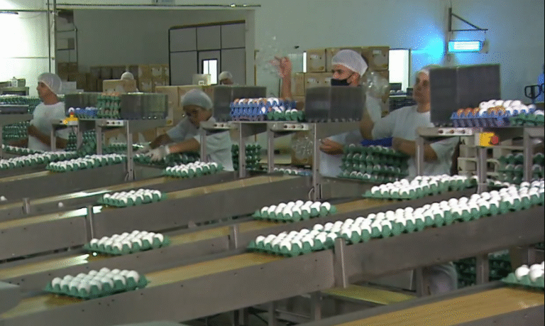 Pernambuco Começa a Exportar Ovos para a África: Oportunidade Inédita