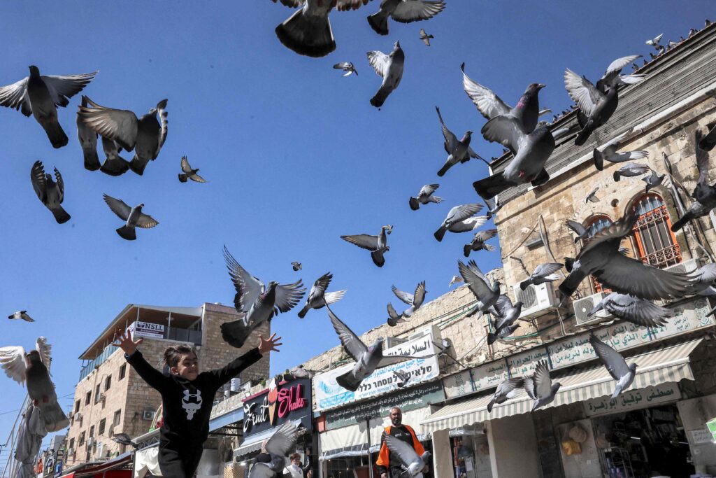 Aves Urbanas Têm Maior Medo de Mulheres do que de Homens, Revela Estudo Inovador Aves Urbanas Têm Maior Medo de Mulheres do que de Homens, Revela Estudo Inovador
