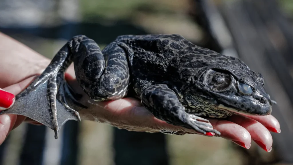 Rã-touro invasora e perigosa: saiba como ela está sendo monitorada em Florianópolis Rã-touro invasora e perigosa: saiba como ela está sendo monitorada em Florianópolis
