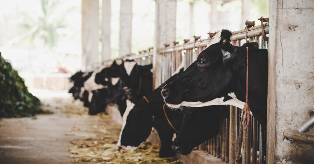 Projeção do Valor Bruto da Produção do Agronegócio em 2026: R$ 1,371 Trilhão e Perspectivas de Cresc