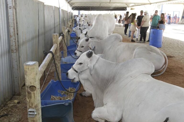 Agronegócio da Bahia Representa 24,9% do PIB ao Final de 2025