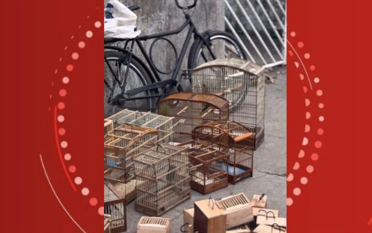 Operação Resgata 75 Animais Silvestres em Feira de Santana Operação Resgata 75 Animais Silvestres em Feira de Santana