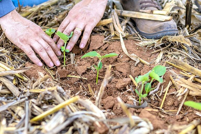 Agro em Mato Grosso: O Motor de Trabalho e Renda em Expansão