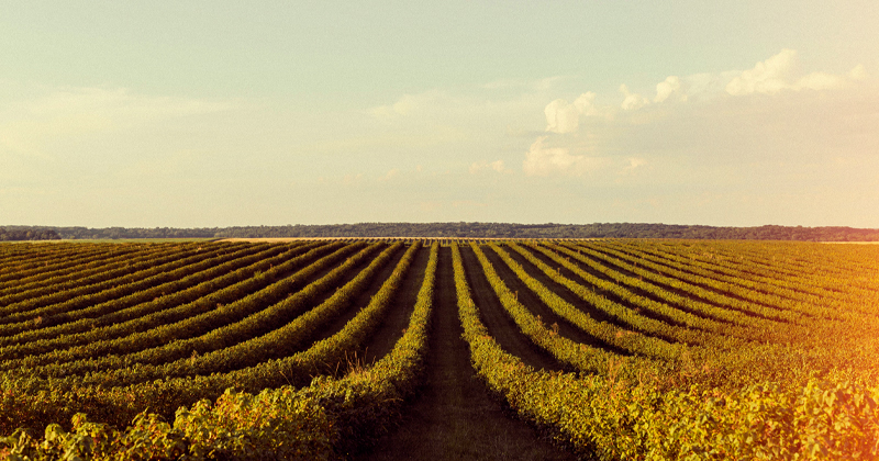Produção Agrícola em Alta e Desafios Logísticos: Expectativas para 2026 Produção Agrícola em Alta e Desafios Logísticos: Expectativas para 2026