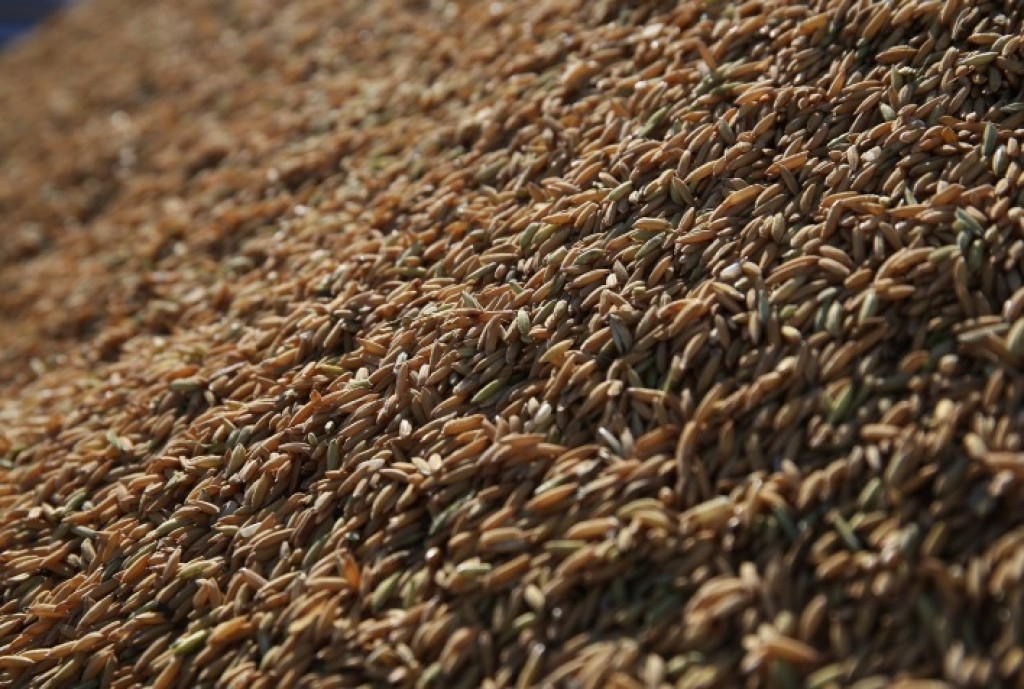 Federarroz Orienta Produtores sobre PEP e Pepro e Destaca Papel das Exportações na Safra de Arroz 2026 Federarroz Orienta Produtores sobre PEP e Pepro e Destaca Papel das Exportações na Safra de Arroz 20