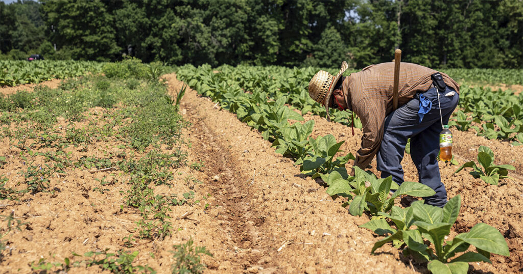 Agronegócio Brasil: 28,4 Milhões de Empregos e 26,3% da Ocupação Nacional