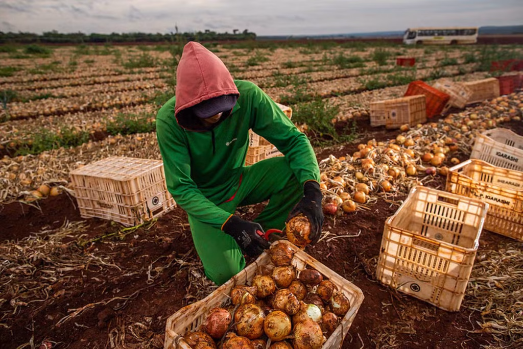 Recorde na População Ocupada do Agronegócio, mas Queda no Emprego Agropecuário