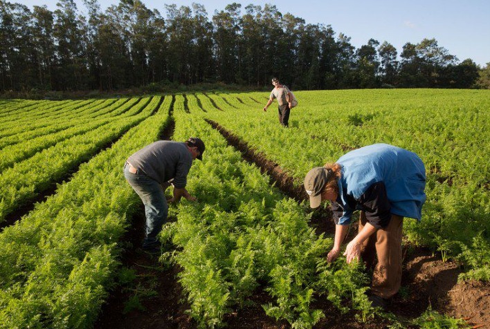 Microcrédito Rural: R$ 338,7 Milhões Impulsionam Agricultura Familiar no Norte e Centro-Oeste Microcrédito Rural: R$ 338,7 Milhões Impulsionam Agricultura Familiar no Norte e Centro-Oeste