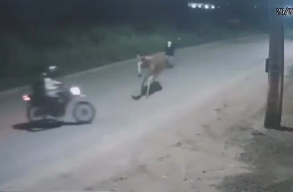 Motociclista é Assaltado Após Colidir com Jumento em Imperatriz – MA Motociclista é Assaltado Após Colidir com Jumento em Imperatriz - MA