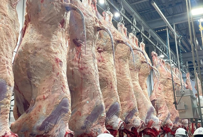 Carne Angus Realiza Primeiro Abate na Bahia e Fortalece Presença em Todo o Brasil Carne Angus Realiza Primeiro Abate na Bahia e Fortalece Presença em Todo o Brasil