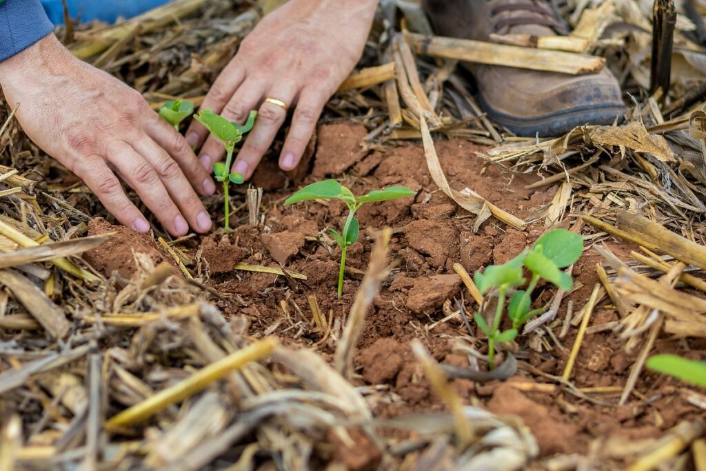 Agro em Mato Grosso: Empregos Mais Que Dobram e Setor se Consolida na Economia Agro em Mato Grosso: Empregos Mais Que Dobram e Setor se Consolida na Economia