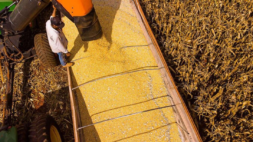 Mato Grosso: Líder em Produção Agropecuária e Expectativa de R$ 206 Bilhões em 2026 Mato Grosso: Líder em Produção Agropecuária e Expectativa de R$ 206 Bilhões em 2026