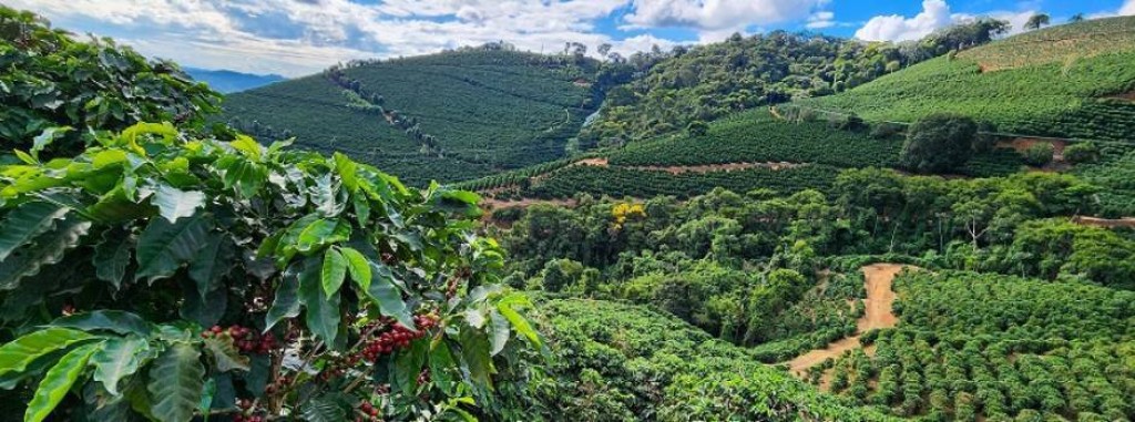 Agronegócio em Minas Gerais: Recordes em 2025 e Desafios no Cenário Econômico Agronegócio em Minas Gerais: Recordes em 2025 e Desafios no Cenário Econômico