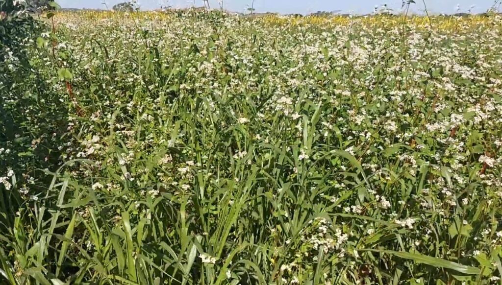 Benefícios das Plantas de Cobertura: Desafios e Oportunidades na Agricultura Brasileira Benefícios das Plantas de Cobertura: Desafios e Oportunidades na Agricultura Brasileira