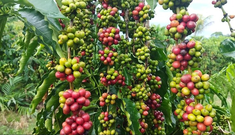 Governo de MT Acelera Investimentos em Ciência para Revolucionar Produção de Café na Agricultura Familiar Governo de MT Acelera Investimentos em Ciência para Revolucionar Produção de Café na Agricultura Fam